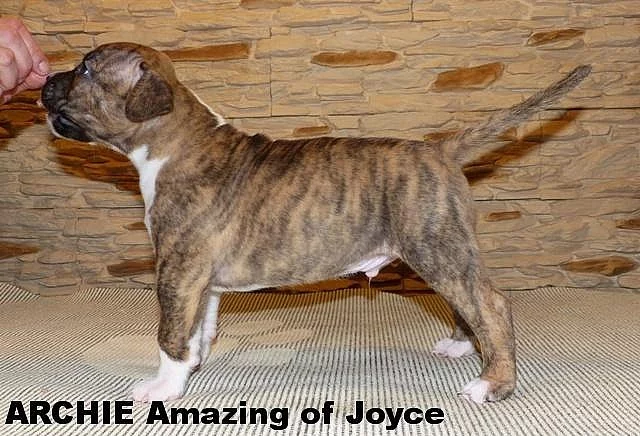 Americký stafordirský teriér