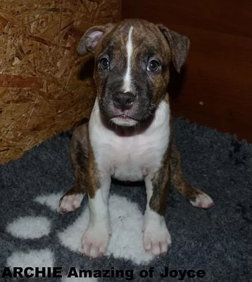 Americký stafordirský teriér