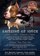 Americký stafordirský teriér