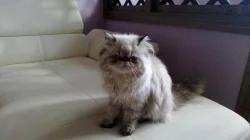 Prodám kotě perské činčily - kočka