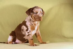 Luisianský leopardí pes