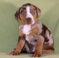 Luisianský leopardí pes