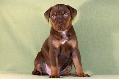 Luisianský leopardí pes