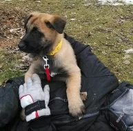 Prodám štěňata belgického ovčáka - Malinois