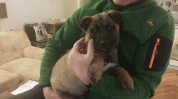 Prodám štěňata belgického ovčáka - Malinois