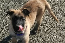 Prodám štěňata belgického ovčáka - Malinois