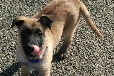 Prodám štěňata belgického ovčáka - Malinois