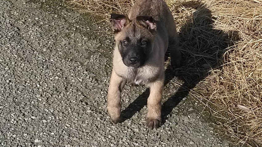 Prodám štěňata belgického ovčáka - Malinois