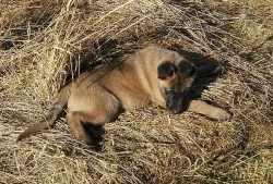 Prodám štěňata belgického ovčáka - Malinois