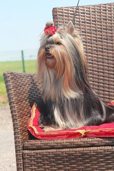 Jorkšírek - umazlený medvídek