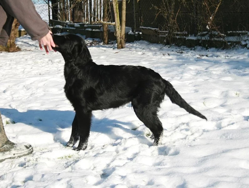 Flat coated retriever
