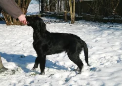 Flat coated retriever