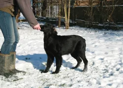 Flat coated retriever