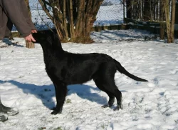Flat coated retriever