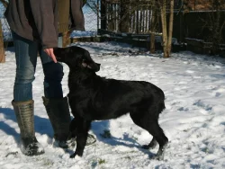 Flat coated retriever