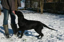 Flat coated retriever