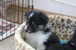 Sheltie s PP