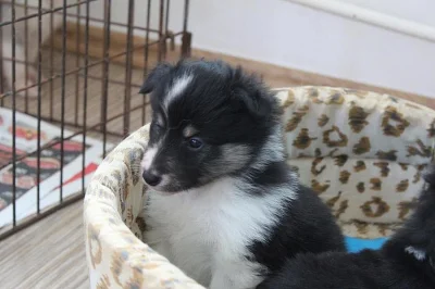 Sheltie s PP