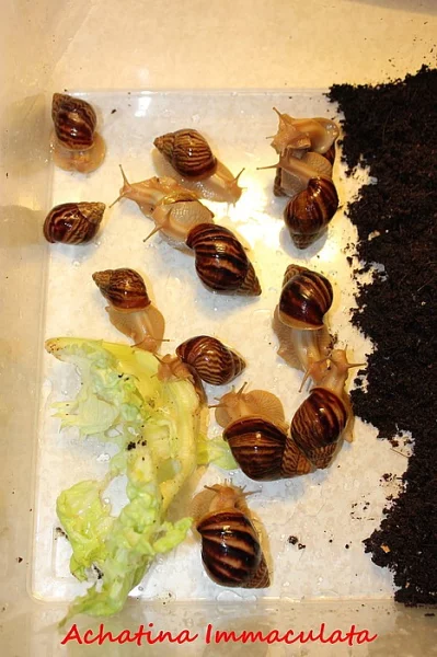 Achatina - Oblovky