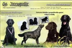 Flat coated retriever s PP
