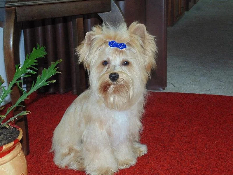 Golddust yorkshire terrier