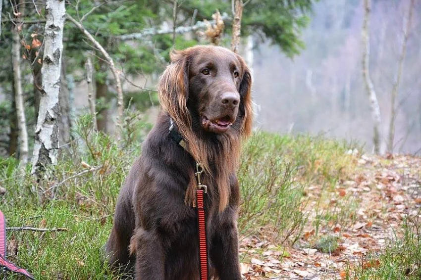 flat coated retriever ke krytí