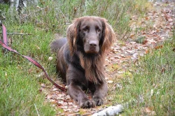 flat coated retriever ke krytí