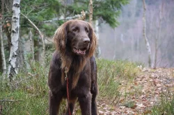 flat coated retriever ke krytí
