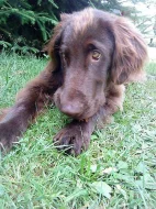 flat coated retriever ke krytí