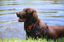 flat coated retriever ke krytí