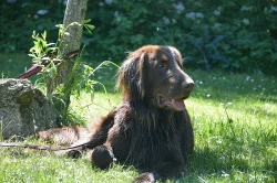 flat coated retriever ke krytí
