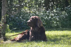 flat coated retriever ke krytí