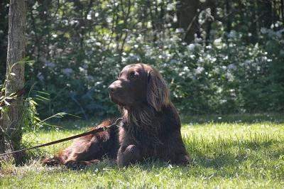 flat coated retriever ke krytí