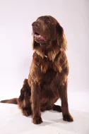 flat coated retriever ke krytí
