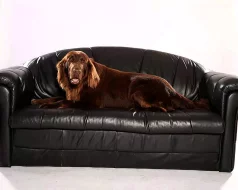 flat coated retriever ke krytí