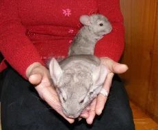 3 béžová mláďata