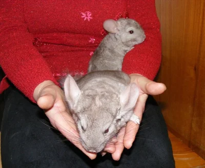 3 béžová mláďata