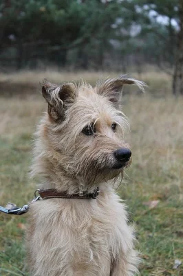 Dasty - kříženec teriéra