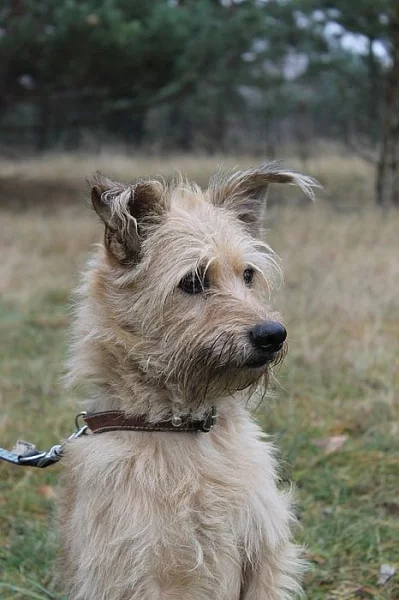 Dasty - kříženec teriéra