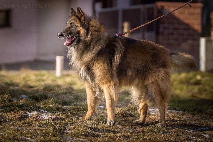 Belgický ovčák Angel od Soutoku Chlumce