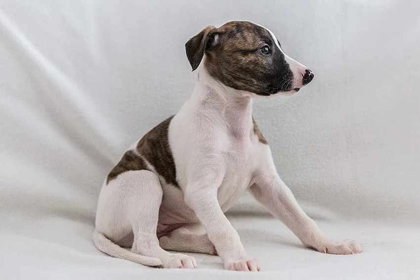 Whippet / Vipet štěňátka