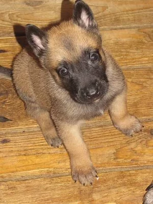 Prodej štěňat Belgický ovčák Malinois