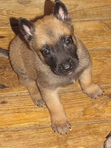 Prodej štěňat Belgický ovčák Malinois