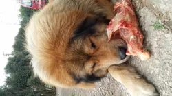 Tibetská doga s PP výborný hlídač!