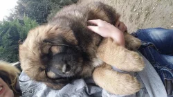 Tibetská doga s PP výborný hlídač!