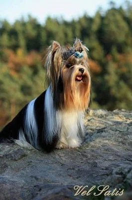 Prodám štěňátka Biewer Yorkshire Terrier s PP