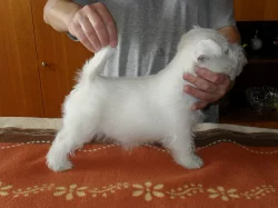 west highland white terrier