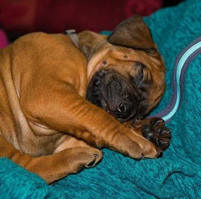 Django - rhodéský ridgeback s PP