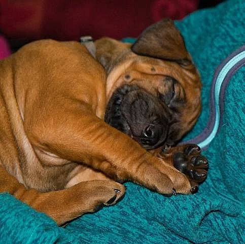 Django - rhodéský ridgeback s PP
