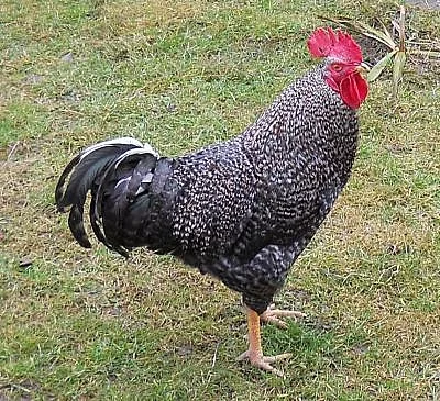 Roční kohout z domácího chovu